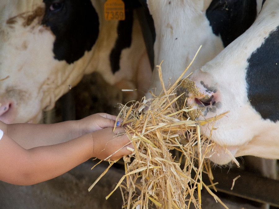 Llet pura de vaca de Cal Corralé.