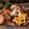 rovellons, ceps, rossinyols, camagrocs